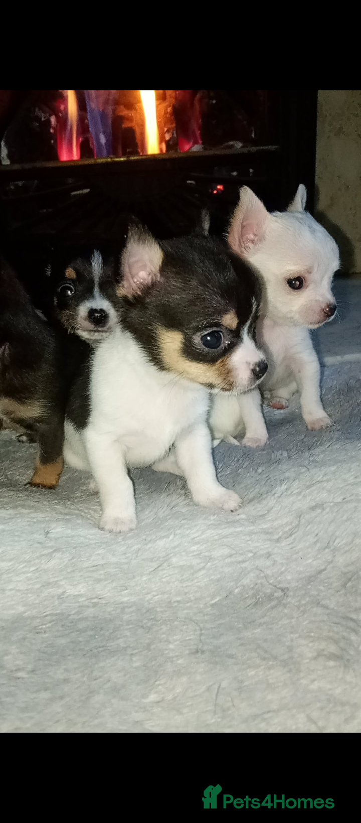 Chihuahua dogs Chihuahua pups - Advert 3