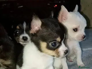 Chihuahua dogs Chihuahua pups - Advert 8