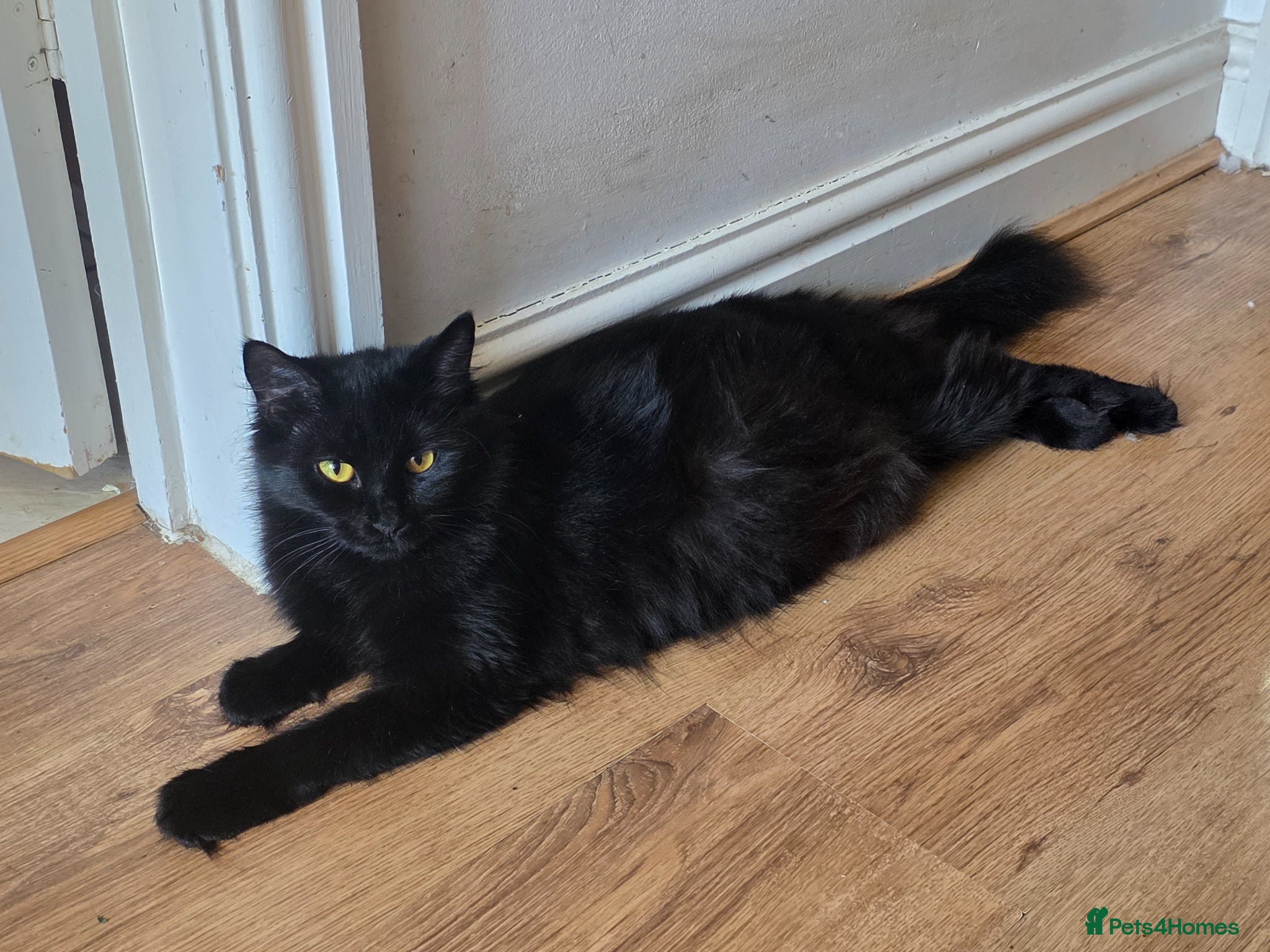 Mixed Breed cats Beautiful fluffy kittens  - Advert 1