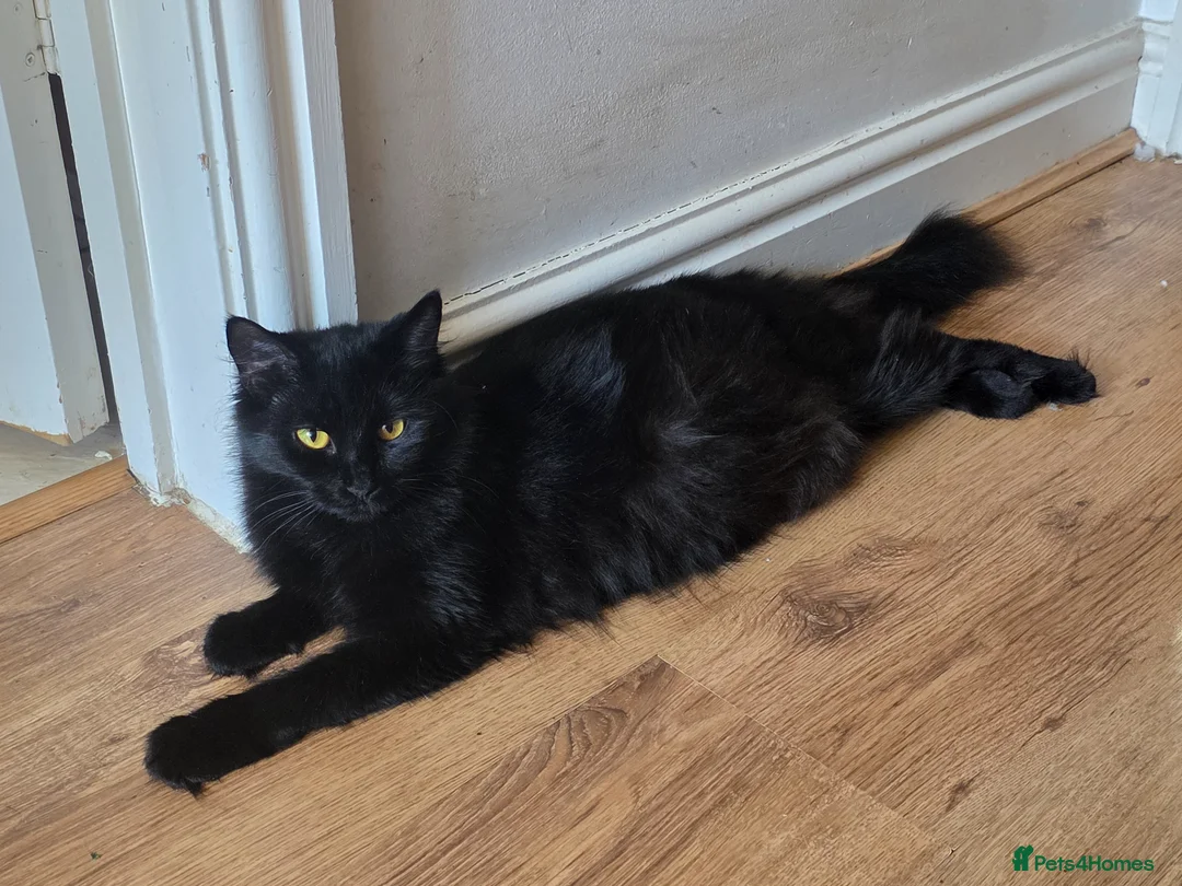 Mixed Breed cats for sale: Beautiful fluffy kittens  - Advert 1