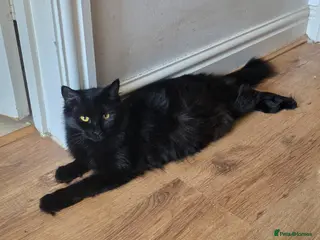 Mixed Breed cats Beautiful fluffy kittens - Advert 6