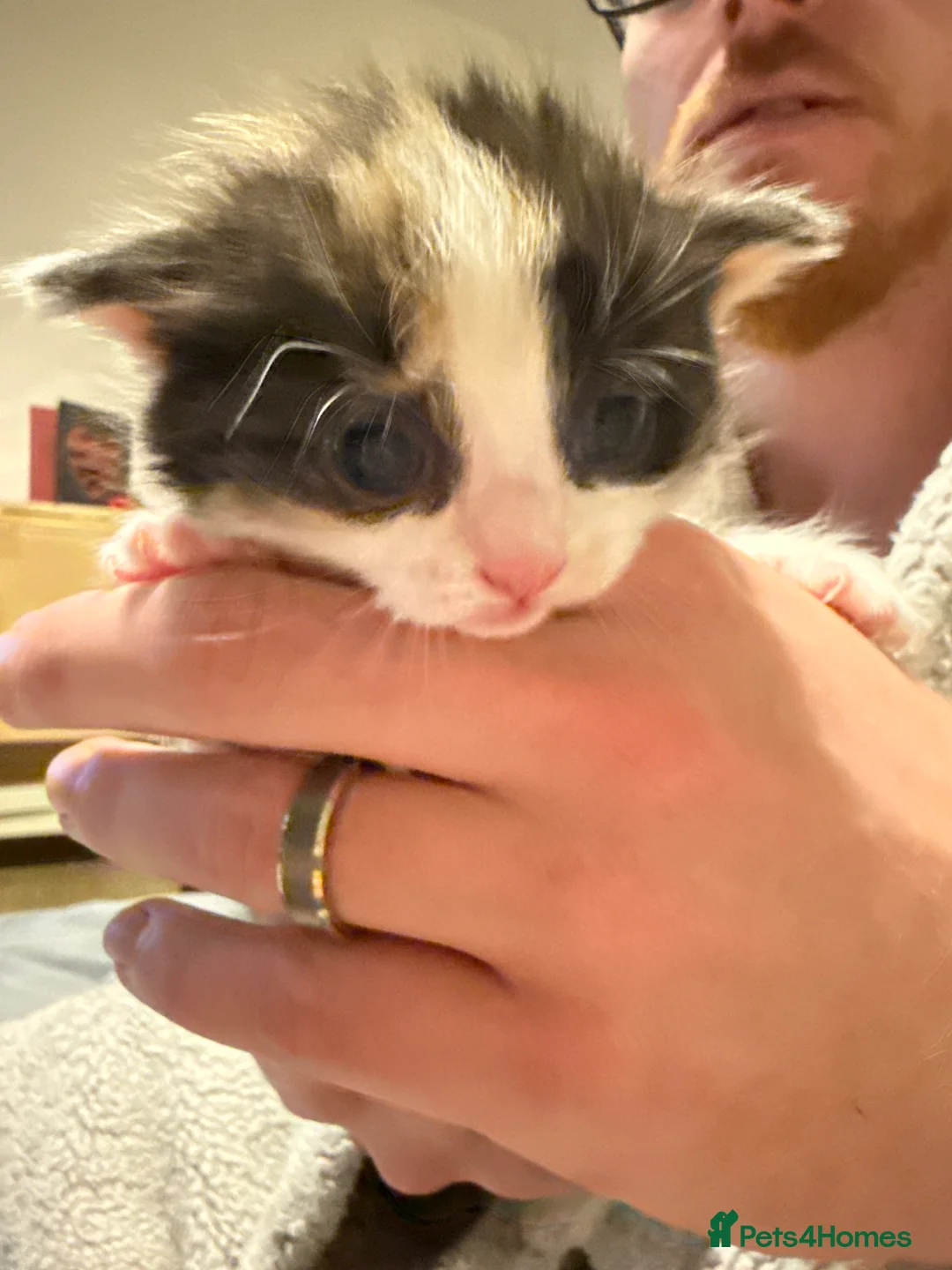 Mixed Breed cats for sale: Mixed bread kittens for sale  - Advert 7