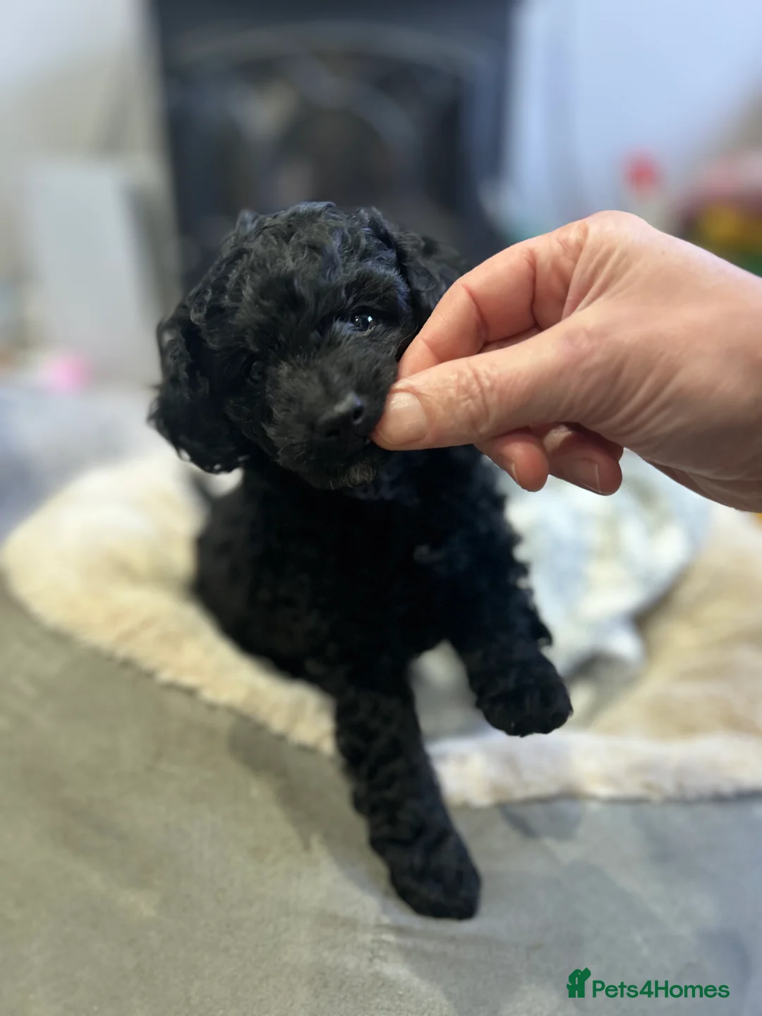 Cavapoo dogs for sale: Gorgeous black toy cavapoo puppy *sold* - Advert 4