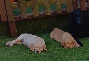 Labrador Retriever dogs - Advert 4