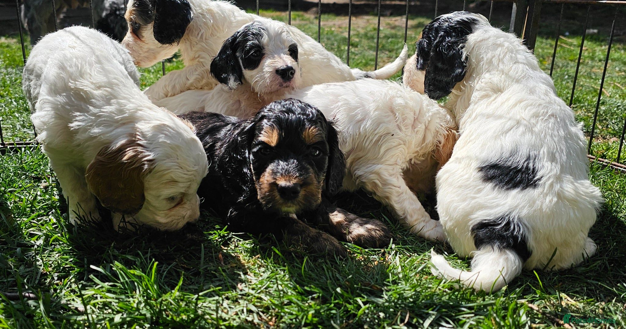 Cockapoo dogs Amazing Roan and Tri Colored F1 Cockapoos - Advert 17