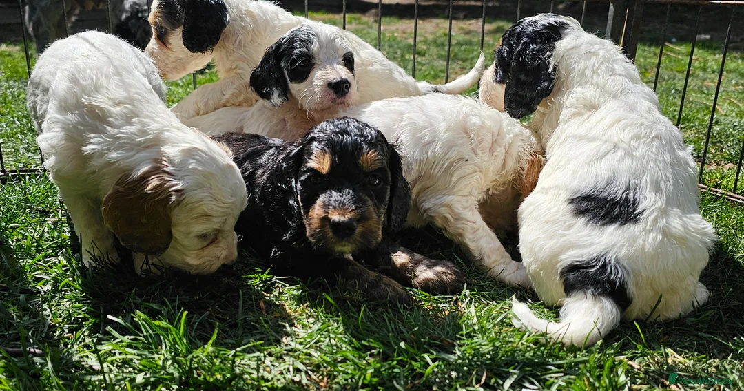 Cockapoo dogs for sale: Amazing Roan and Tri Colored F1 Cockapoos - Advert 1