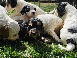 Cockapoo dogs Amazing Roan and Tri Colored F1 Cockapoos - Advert 17