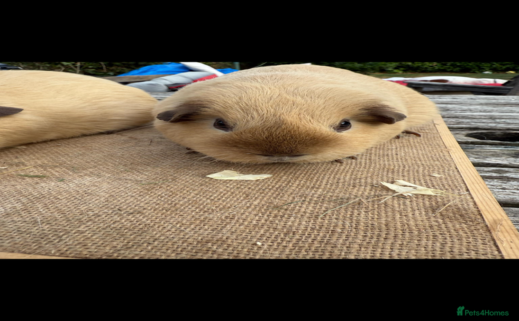 Guinea Pig rodents Pure bred California & Swiss guineapigs  - Advert 11