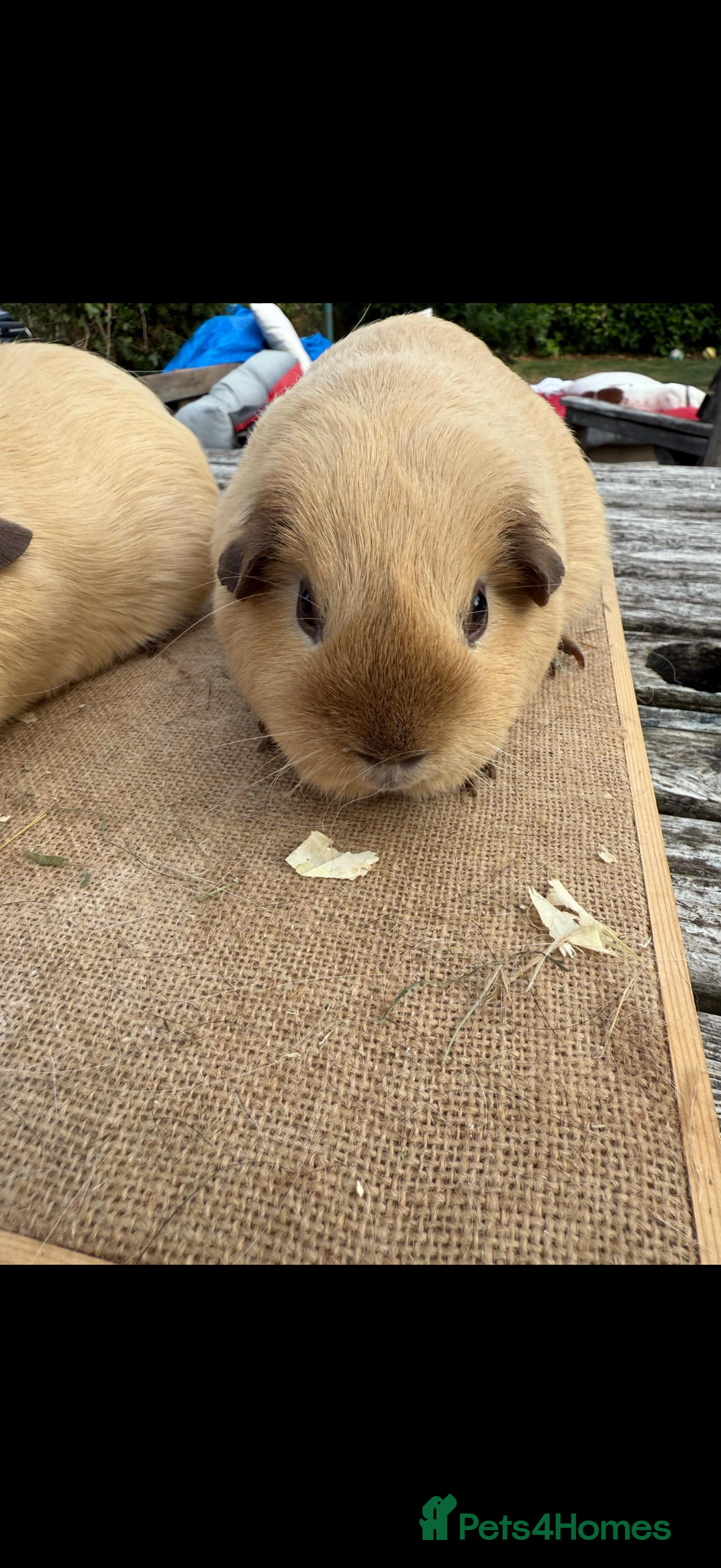 Guinea Pig rodents for sale: Pure bred California & Swiss guineapigs  - Advert 10