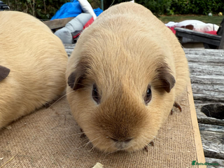 Guinea Pig rodents Pure bred California & Swiss guineapigs - Advert 14