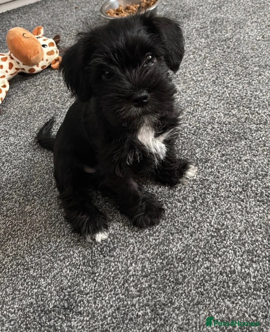 Mixed Breed dogs for sale: Schapso male puppy  - Advert 1