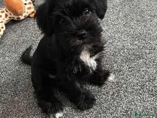 Mixed Breed dogs Schapso male puppy - Advert 6