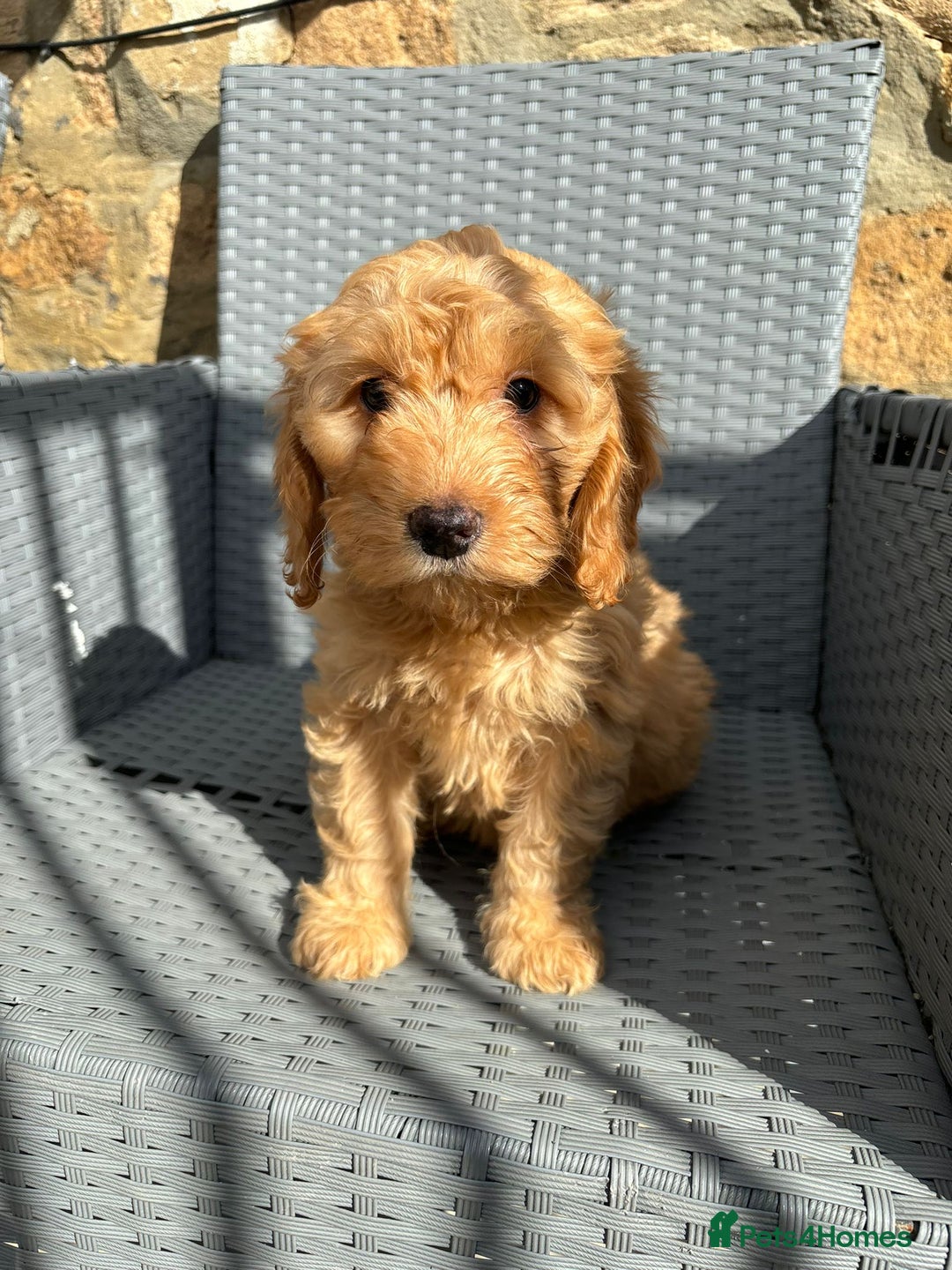 Cockapoo dogs for sale: Cockapoo puppies - Image 7