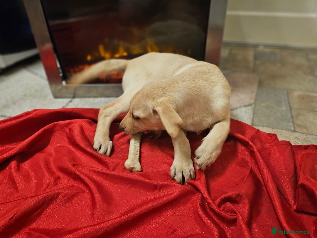 Labrador Retriever dogs for sale: Labrador puppies - Advert 7