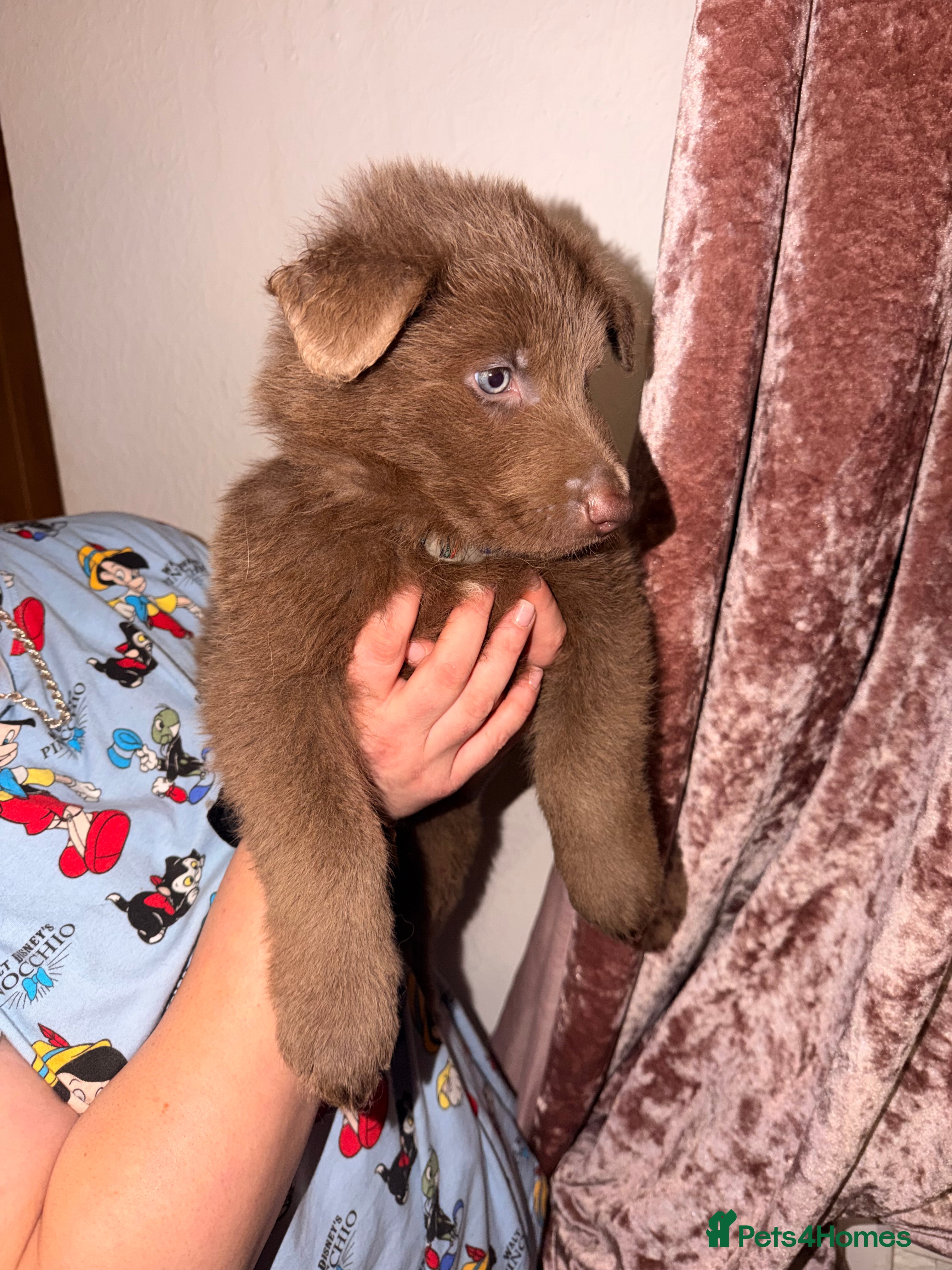 German Shepherd dogs ✨⭐️RARE German shepherd puppies⭐️✨ - Advert 8