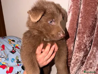 German Shepherd dogs ✨⭐️RARE German shepherd puppies⭐️✨ - Advert 8
