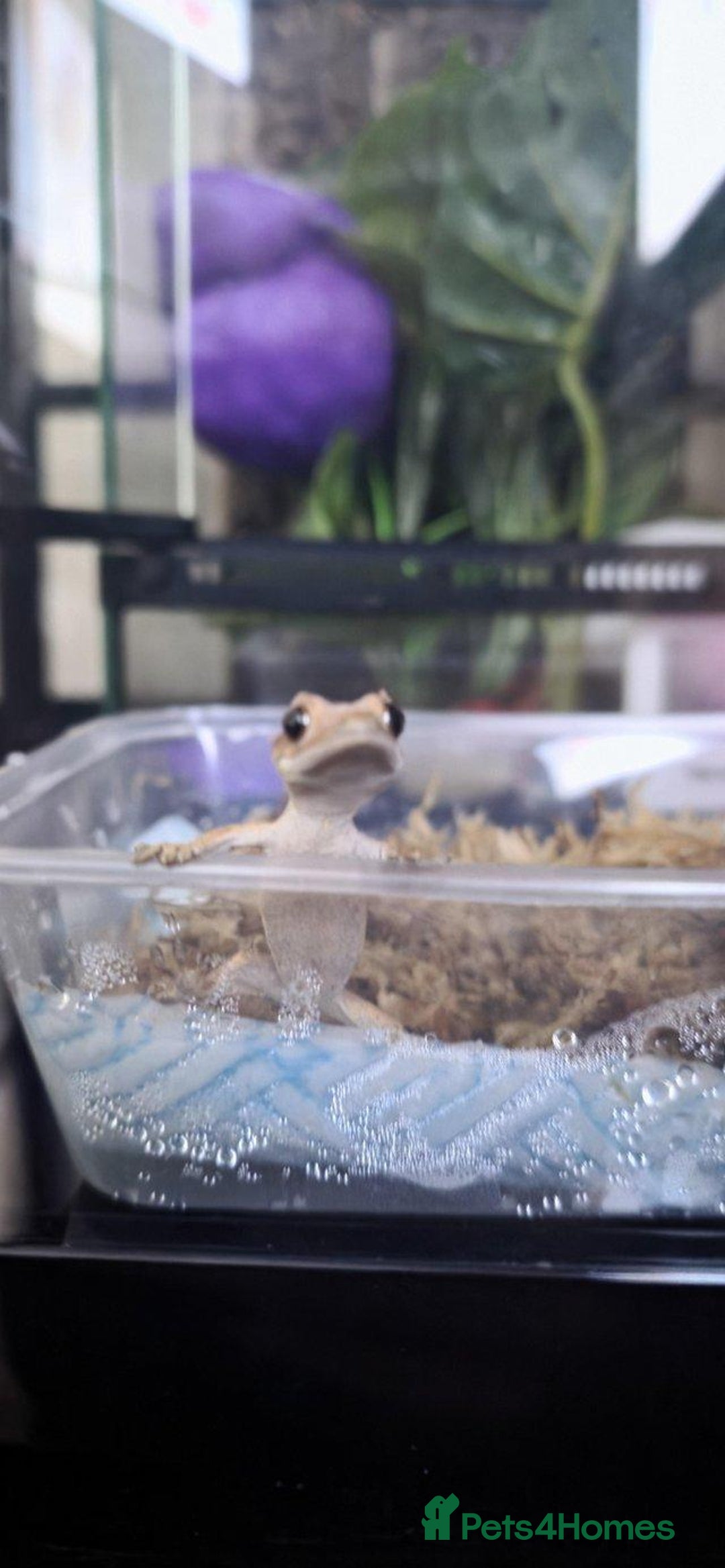 Gecko reptiles for sale: 4 Month old Crested Gecko with setup - Advert 2