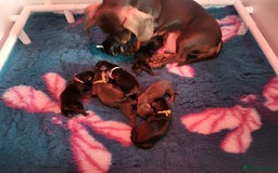 Miniature Dachshund dogs for sale: Miniature dachsund  - Image 8