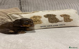 Dachshund dogs for sale: 4 long haired miniature dachshunds. - Image 3