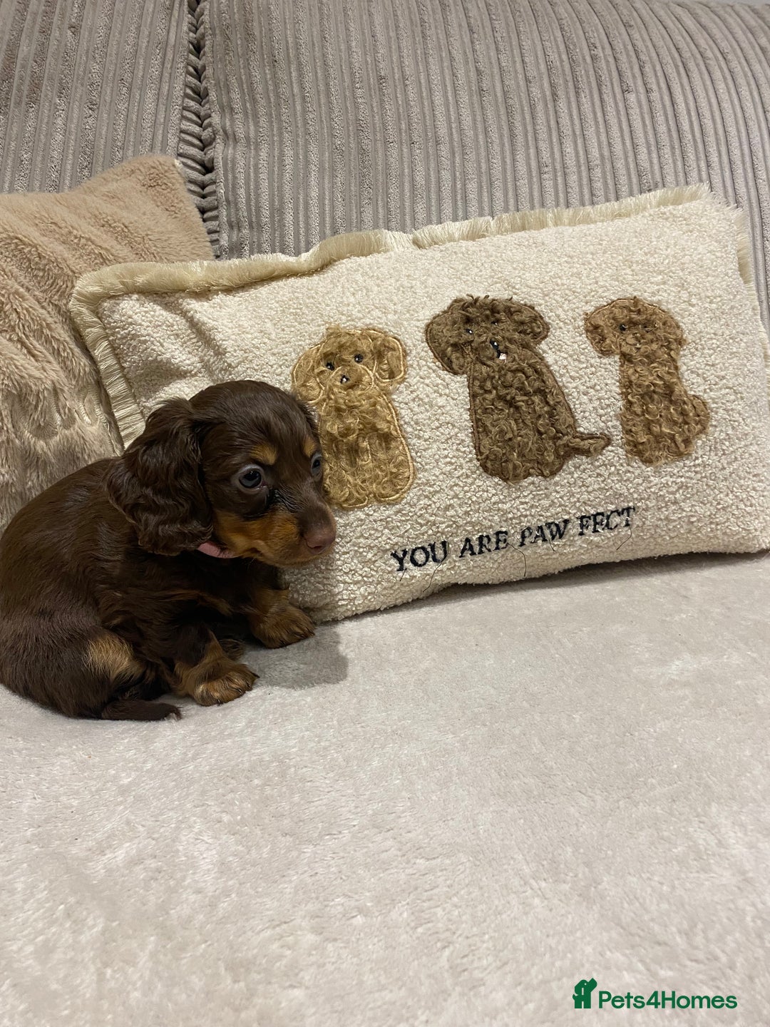 Dachshund dogs for sale: 4 long haired miniature dachshunds. - Image 3