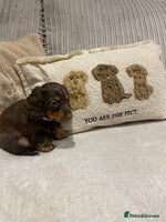 Dachshund dogs - Advert 16