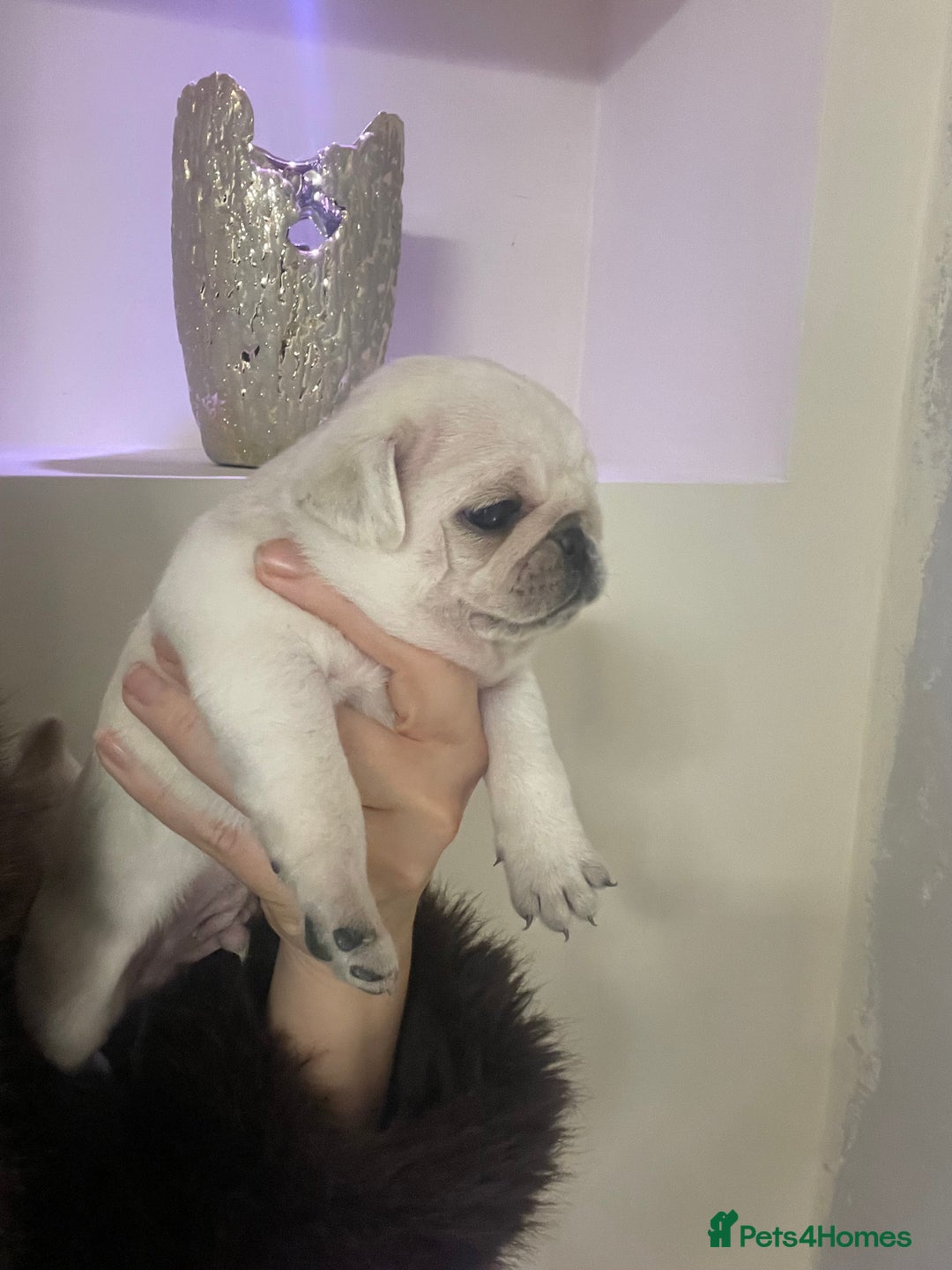 Pug dogs for sale: Beautiful pugs  - Advert 3