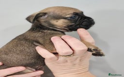 Mixed Breed dogs for sale: French bull dog X Cane corso puppys  - Advert 7