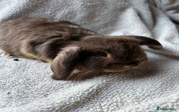 Mini Lop rabbits for sale: Mini lop babies looking for their forever homes - Image 4