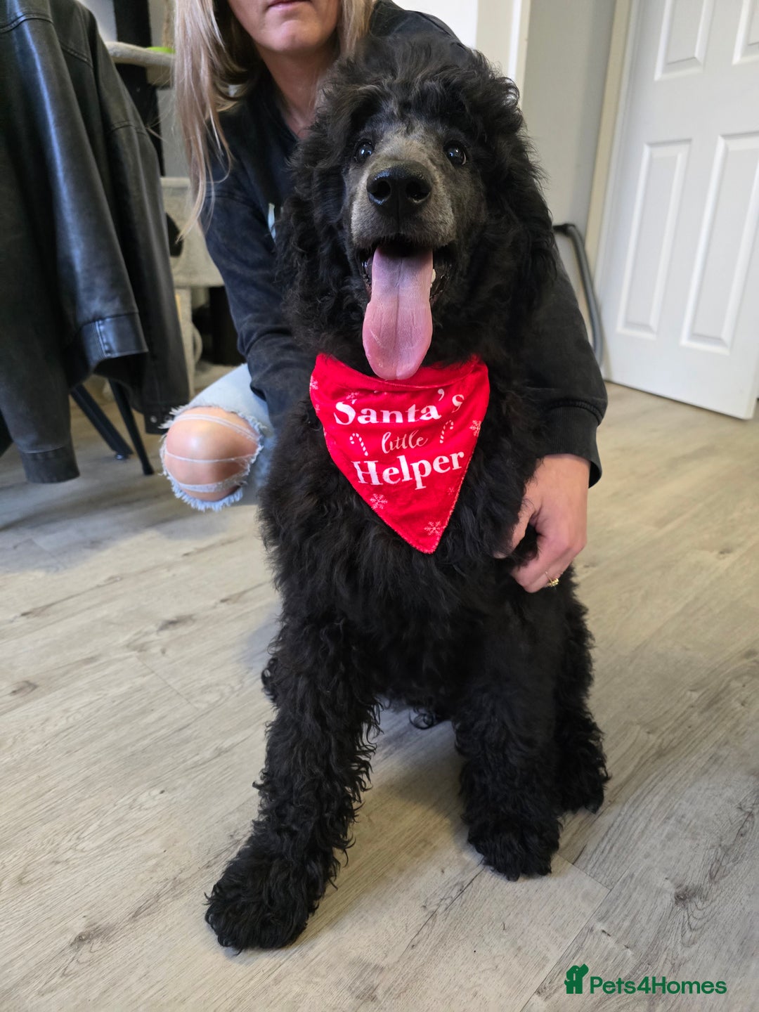 Standard Poodle dogs for sale: KC standard poodle Silver girl for sale ! - Advert 12