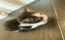 Mixed Breed cats for sale: Moggie Kittens - Image 3