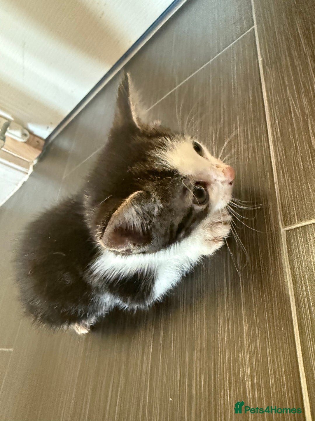 Mixed Breed cats for sale: Moggie Kittens - Image 3
