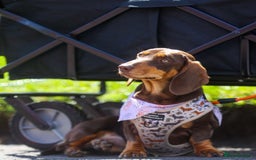 Dachshund dogs for sale: Dachshund for sale cheap - Image 5