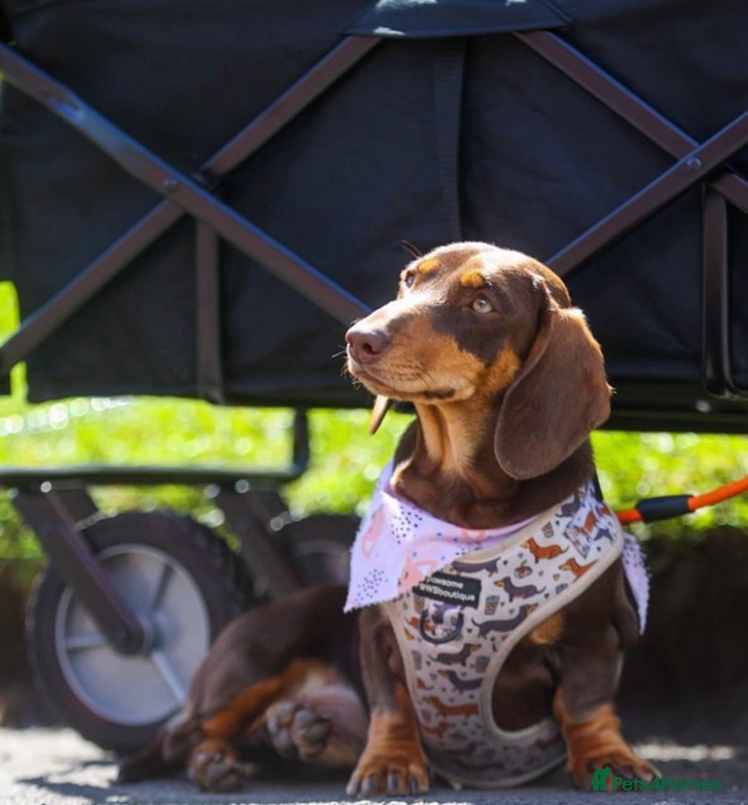 Dachshund dogs for sale: Dachshund for sale cheap - Image 5