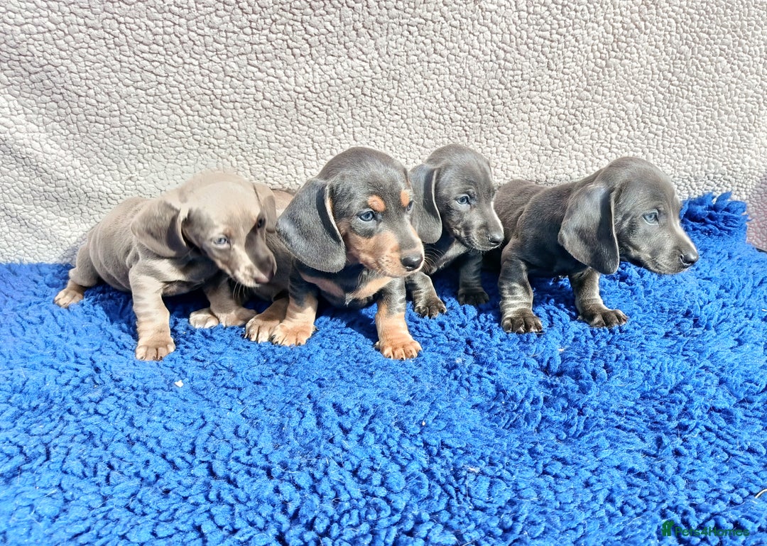 Dachshund dogs for sale: STANDARD DACHSHUND PRA CLR KC REG MANY CHAMPS - Image 2