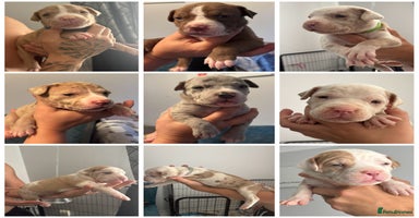 Mixed Breed dogs - Advert 8