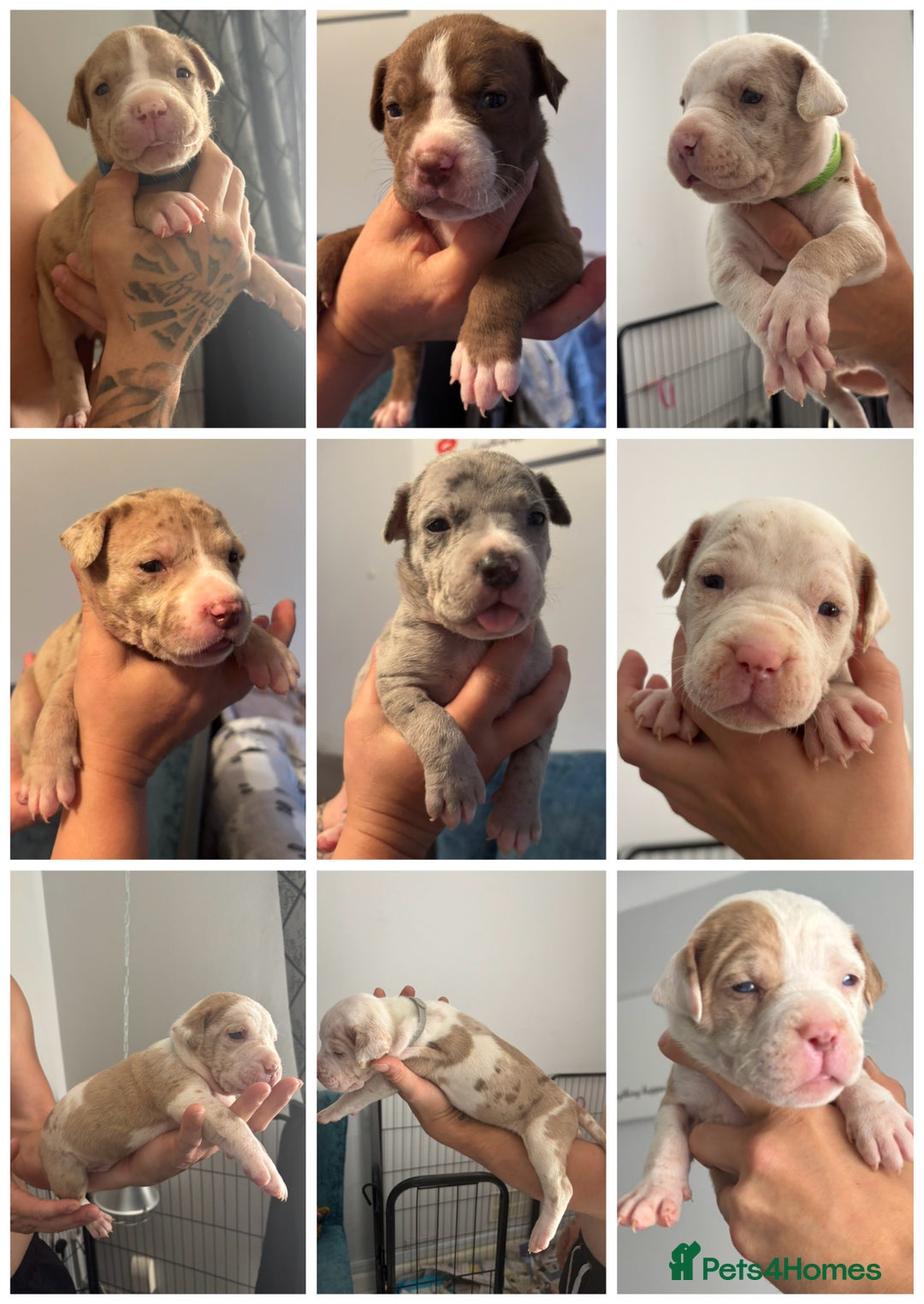 Mixed Breed dogs for sale: American Bulldog X Mastiff mix  - Image 1