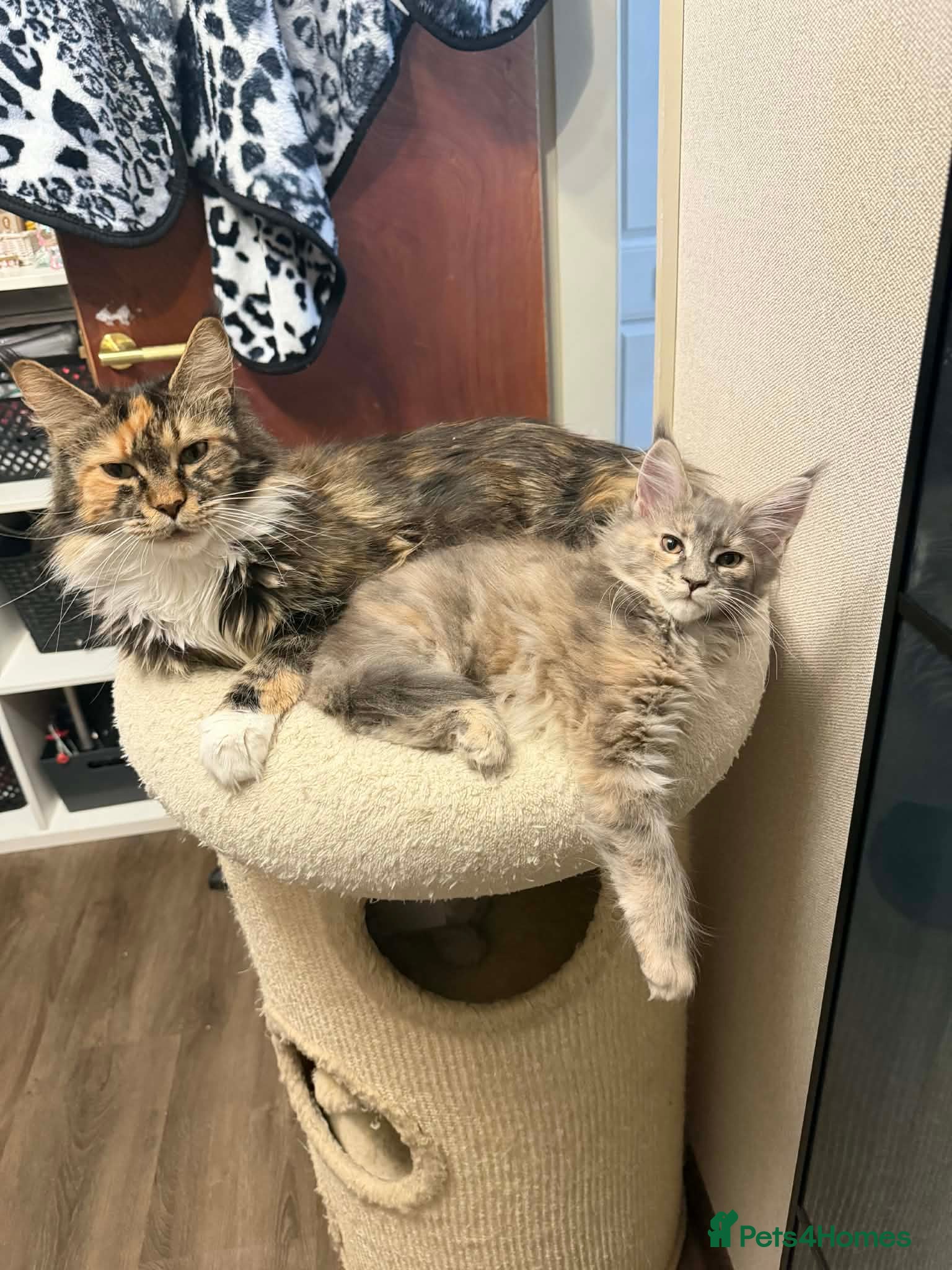 Maine Coon cats LAST GIRL BLUE CREAM MAINE COON KITTEN AVAILABLE🐱 - Advert 5