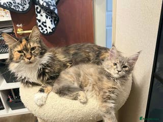 Maine Coon cats LAST GIRL BLUE CREAM MAINE COON KITTEN AVAILABLE🐱 - Advert 2