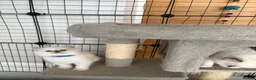 Ragdoll cats for sale: Beautiful ragdoll kittens  - Advert 13