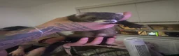 Ferret rodents for sale: Micro Jill  for sale  in Worksop - Advert 2