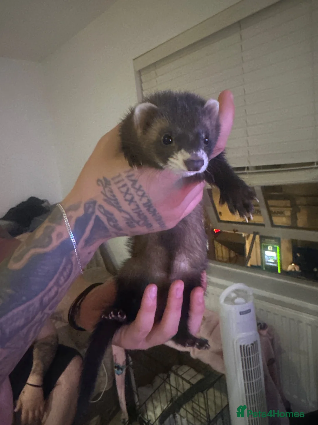 Ferret rodents for sale: Micro Jill  for sale  in Worksop - Advert 2