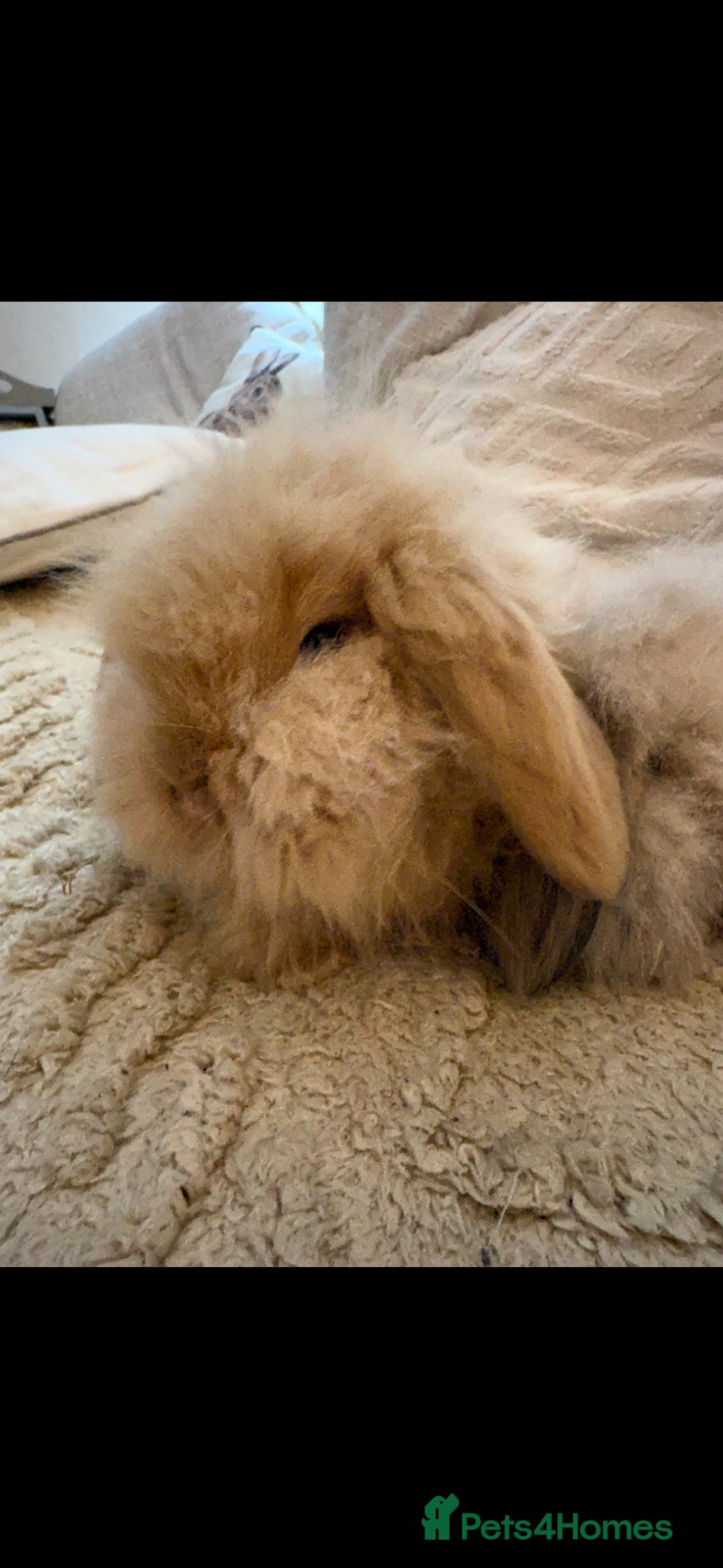 Mini Lion Lop rabbits for sale: Fluffy double mane mini lion lop bunny rabbits - Advert 8
