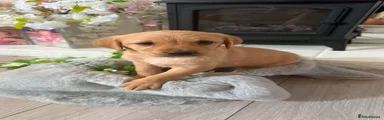 Goldador Puppy 6
