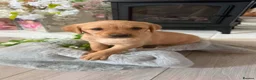 Goldador dogs for sale: Beautiful goldador pups - Advert 2