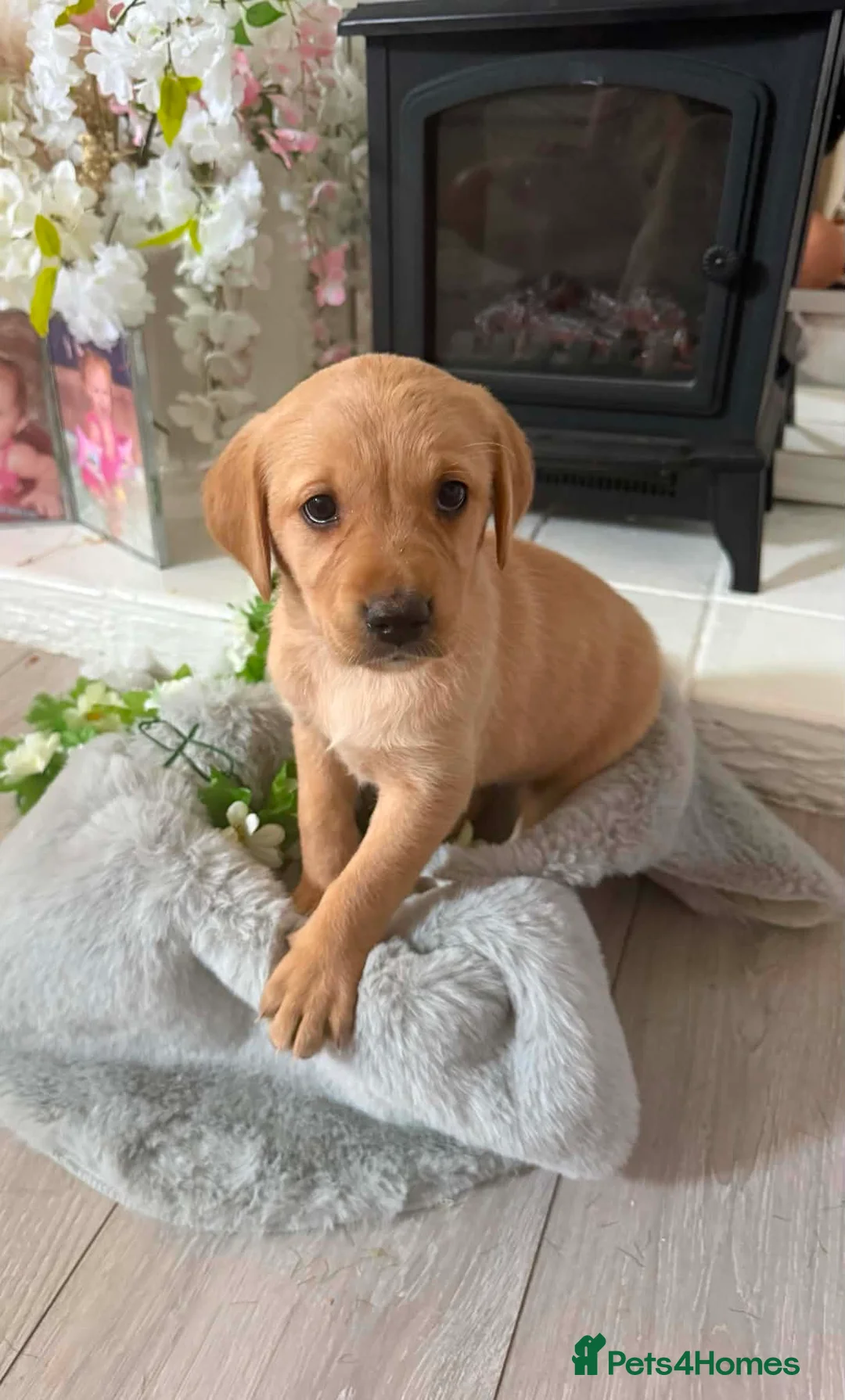 Goldador dogs for sale: Beautiful goldador pups - Advert 2