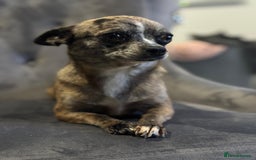 Chihuahua dogs for sale: Adult Female Merle Chihuahua  - Image 1
