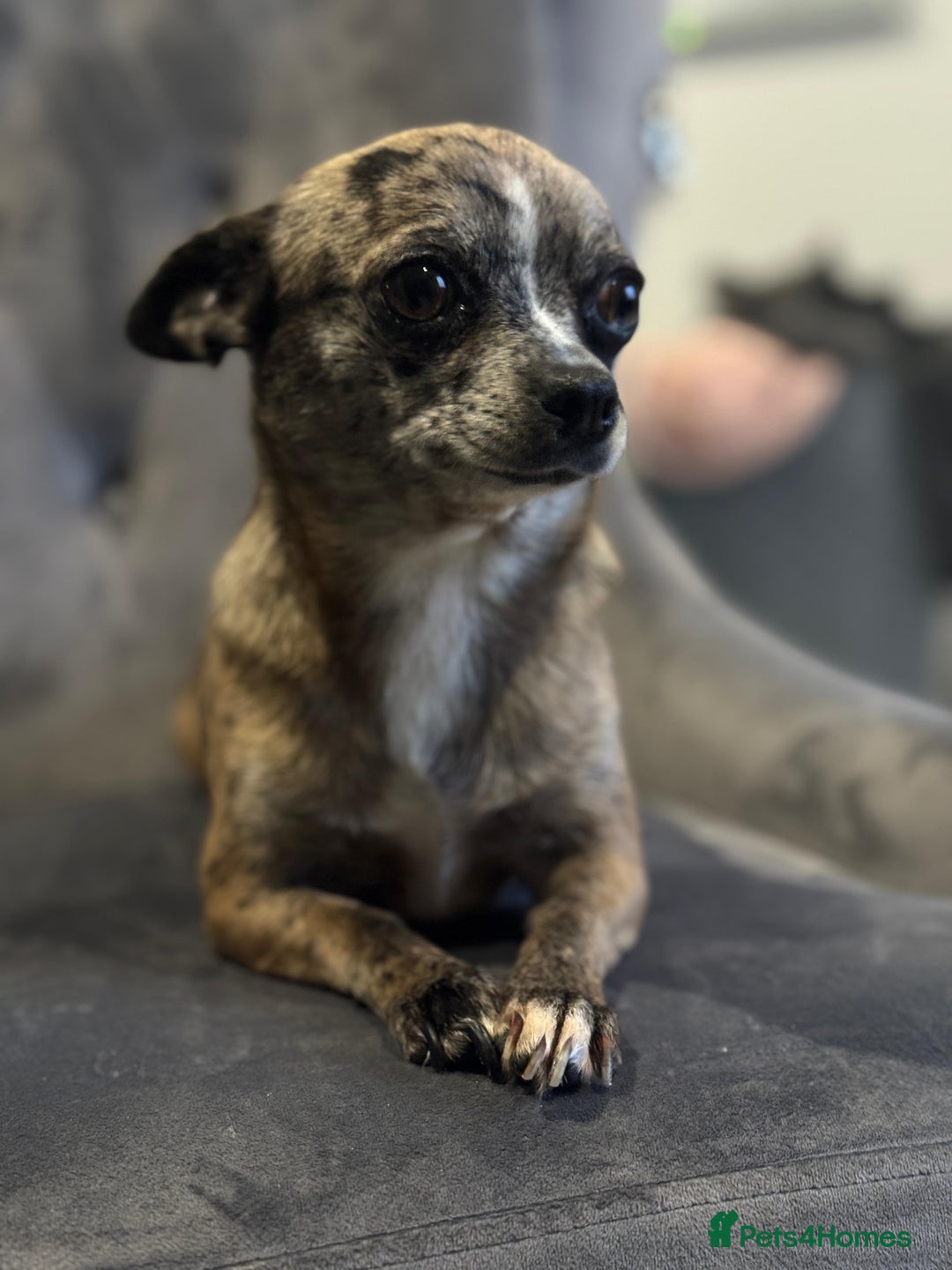 Chihuahua dogs for sale: Adult Female Merle Chihuahua  - Image 1