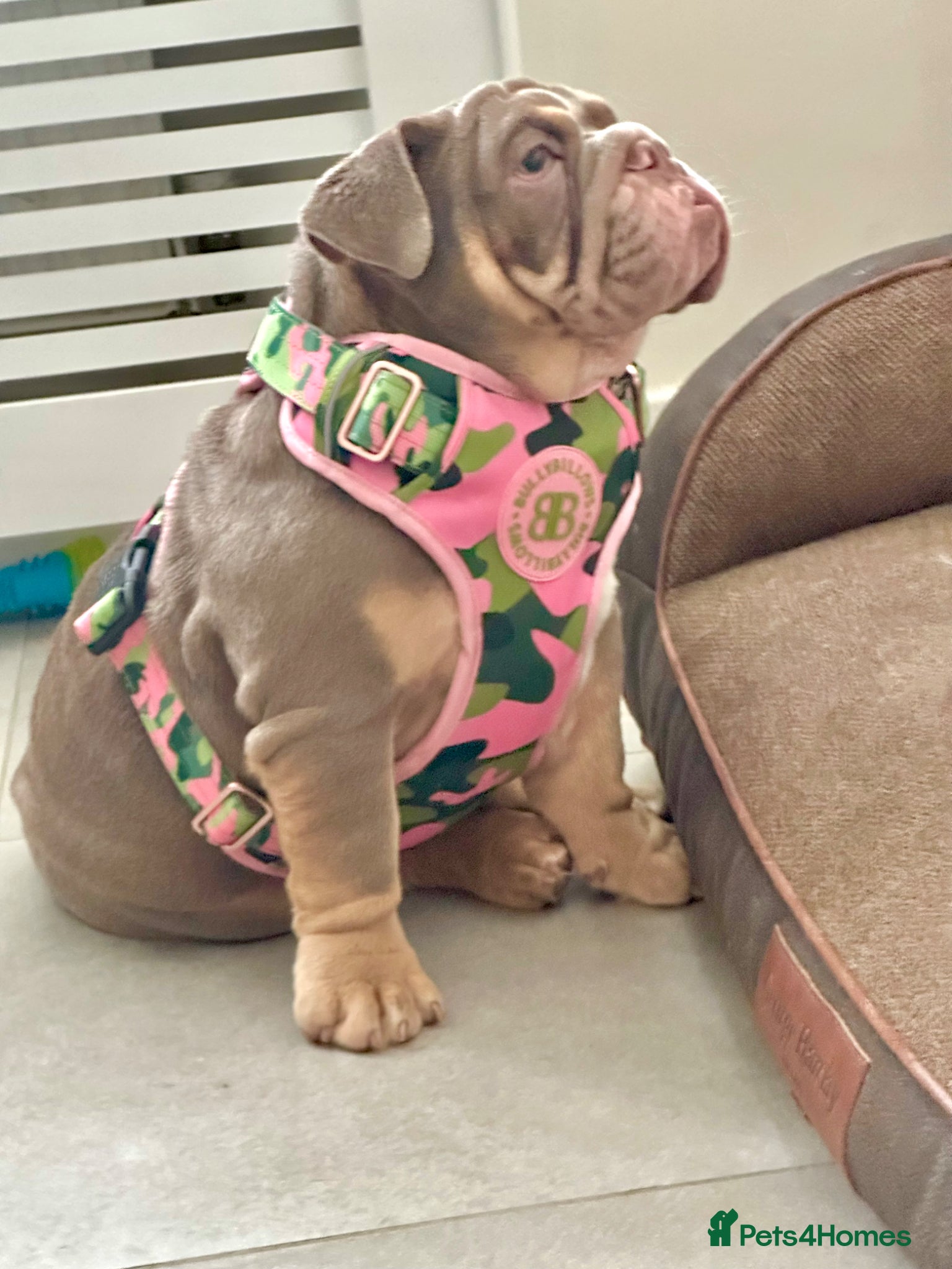 English Bulldog dogs for sale: 14 months old English Bulldog and 7 months old gir - Advert 11