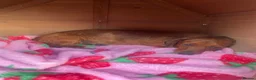 Cairn Terrier dogs for sale: Cairn terrier  in Plymouth - Advert 18
