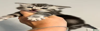 Maine Coon Kitten 5